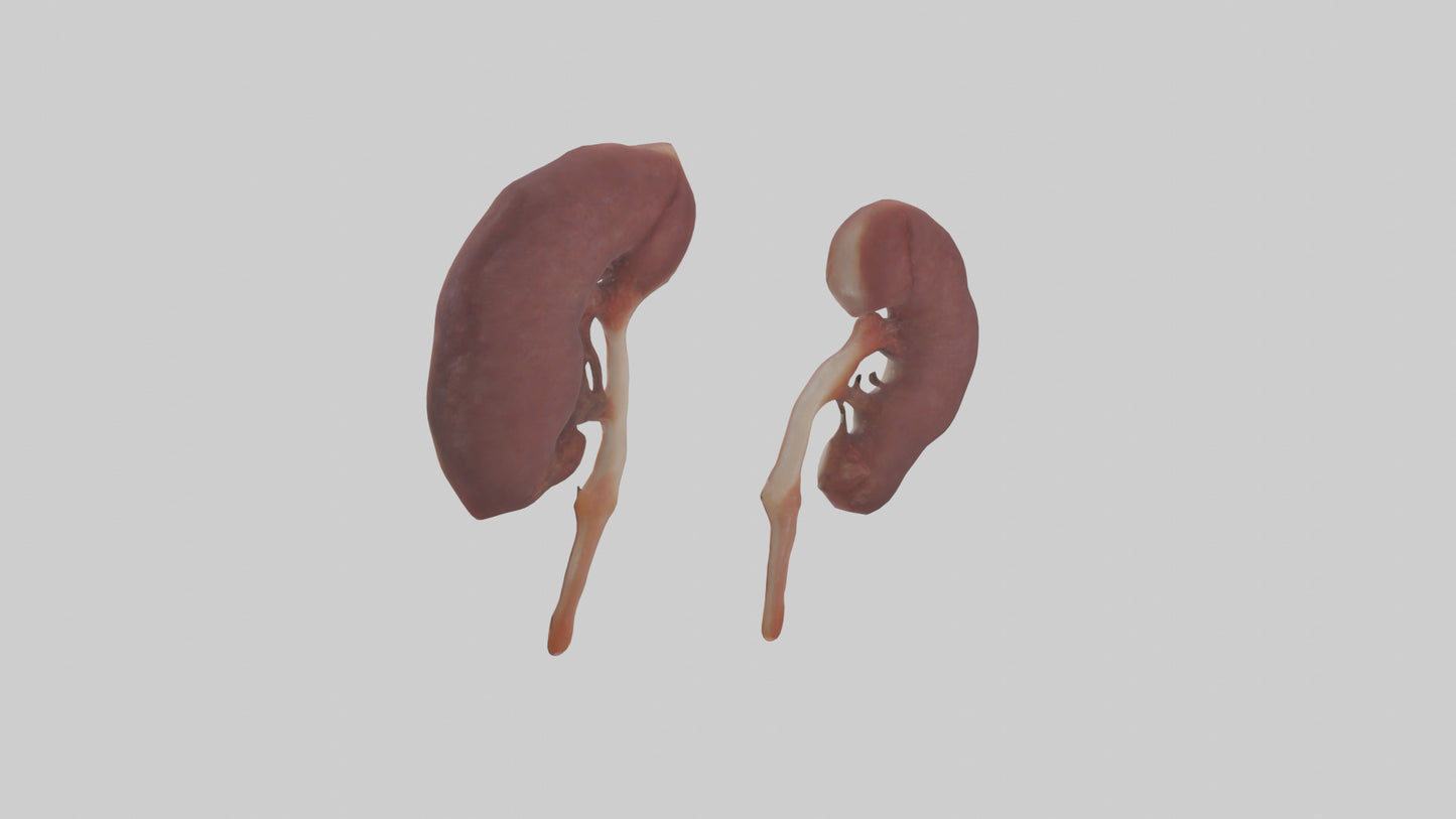 3D model Fish Kidneys VR / AR / low-poly