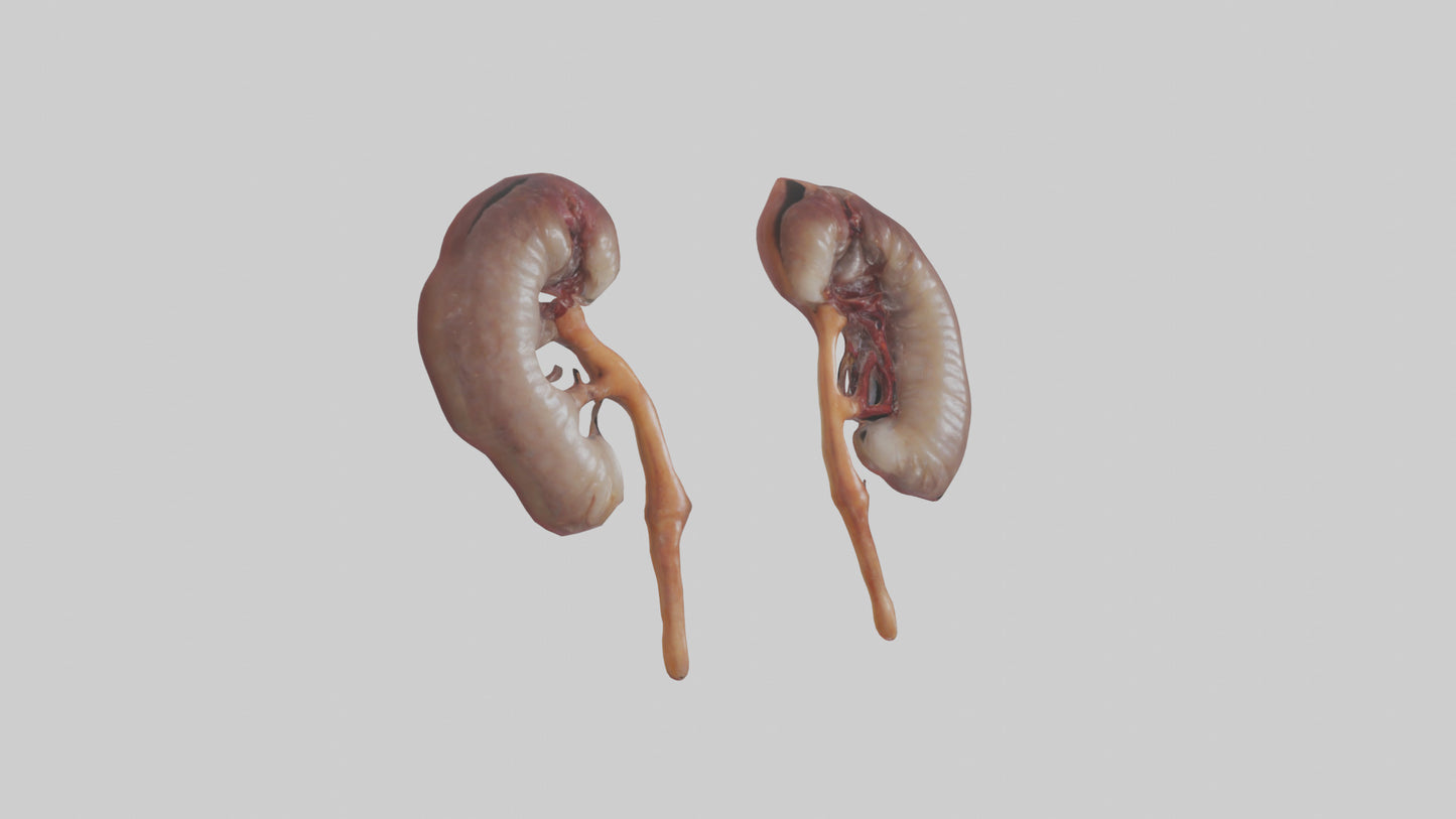 3D model Fish Kidneys VR / AR / low-poly