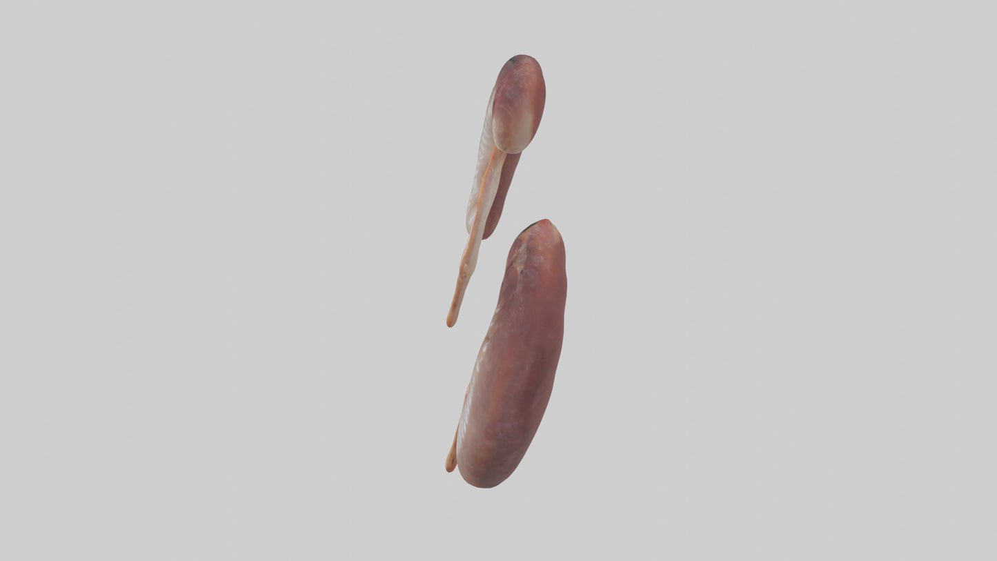 3D model Fish Kidneys VR / AR / low-poly