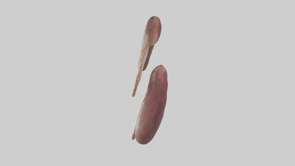 3D model Fish Kidneys VR / AR / low-poly