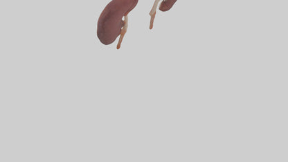 3D model Fish Kidneys VR / AR / low-poly