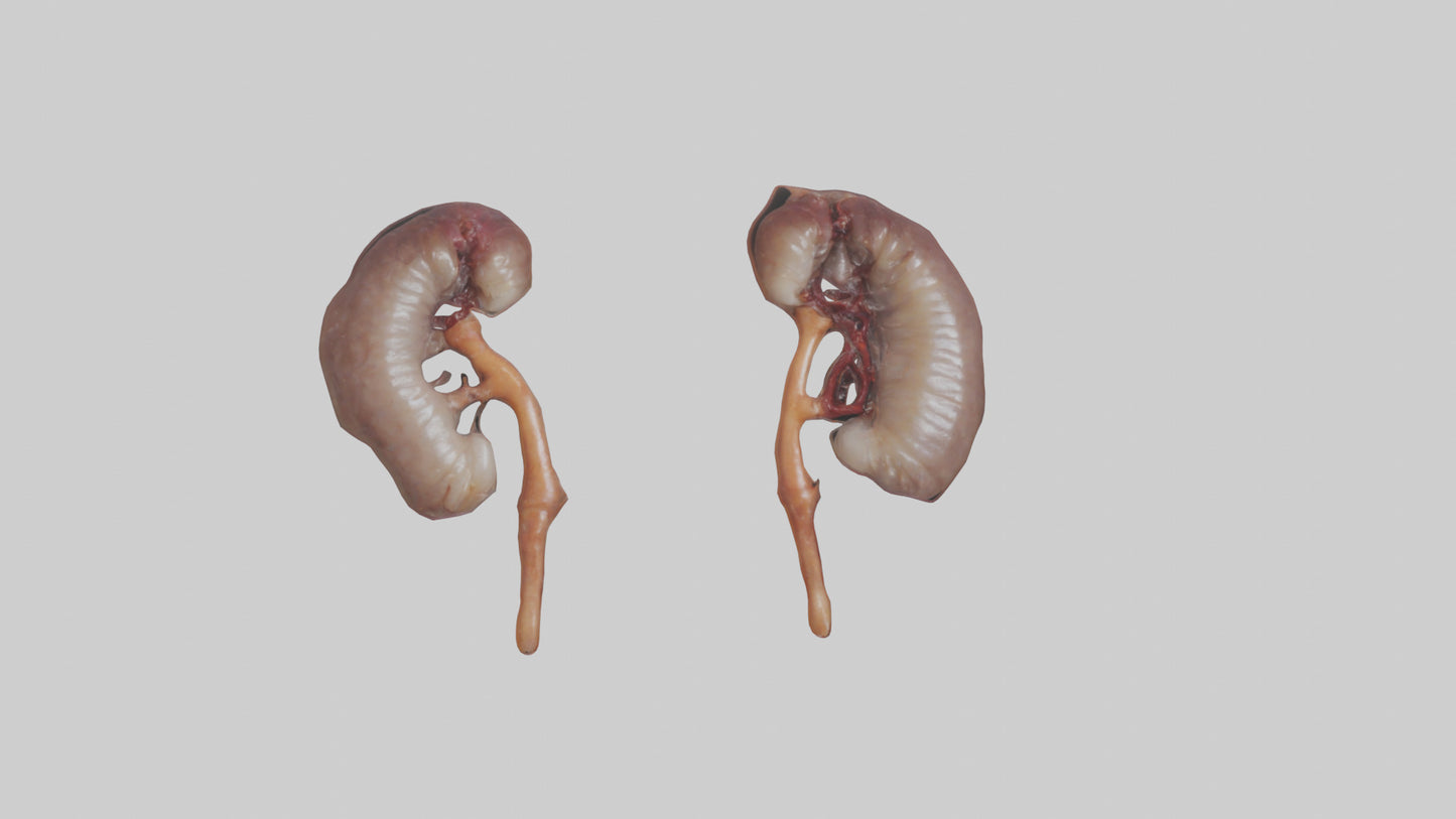 3D model Fish Kidneys VR / AR / low-poly