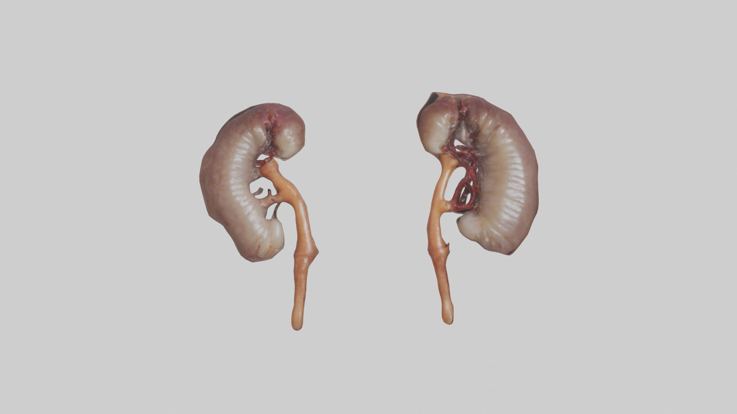 3D model Fish Kidneys VR / AR / low-poly