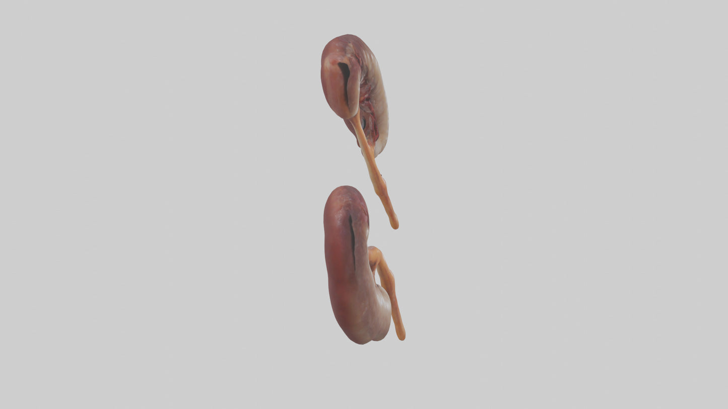 3D model Fish Kidneys VR / AR / low-poly