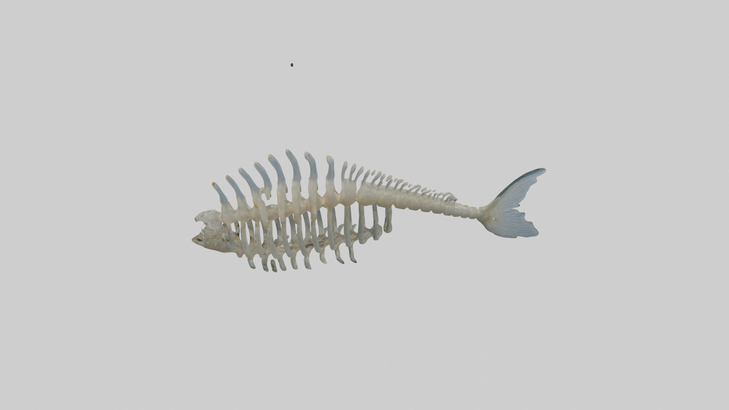 3D model Fish Spine VR / AR / low-poly
