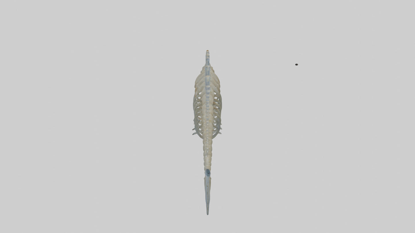 3D model Fish Spine VR / AR / low-poly