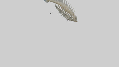 3D model Fish Spine VR / AR / low-poly
