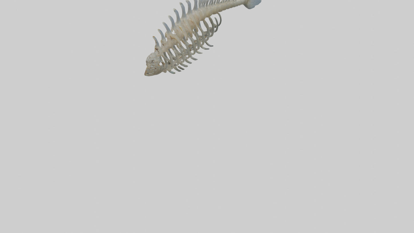 3D model Fish Spine VR / AR / low-poly