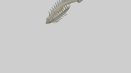 3D model Fish Spine VR / AR / low-poly