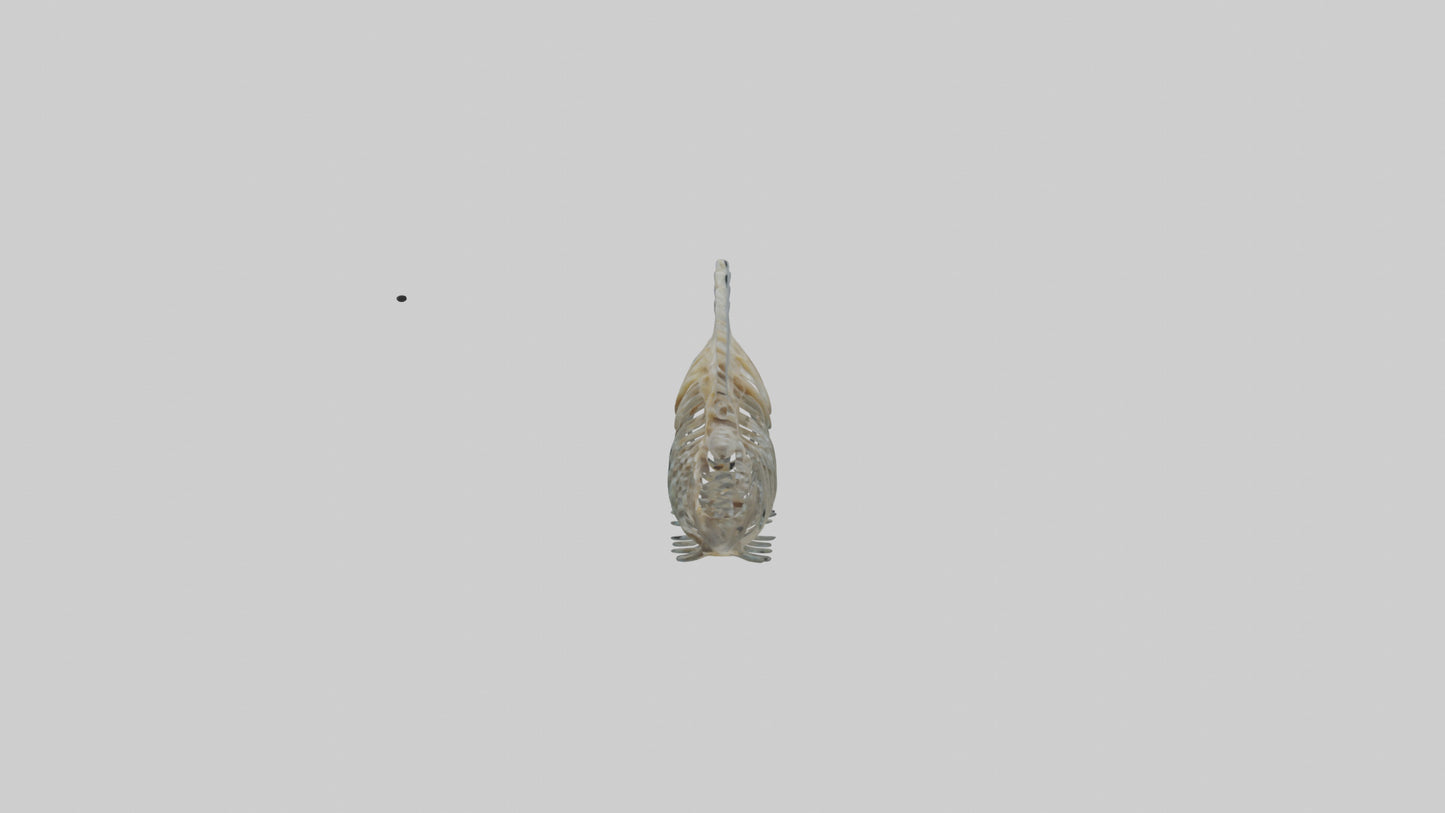 3D model Fish Spine VR / AR / low-poly