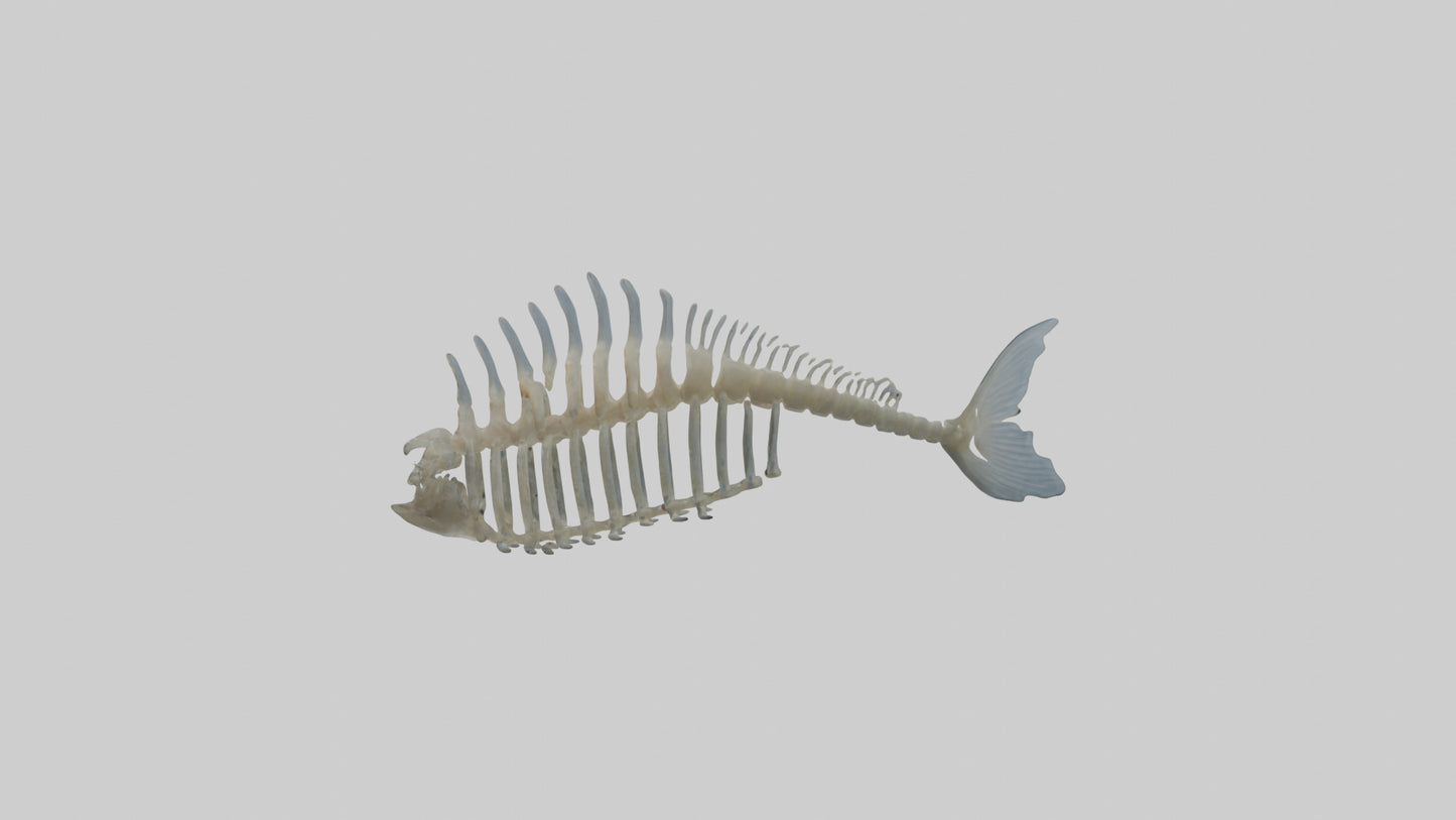 3D model Fish Spine VR / AR / low-poly