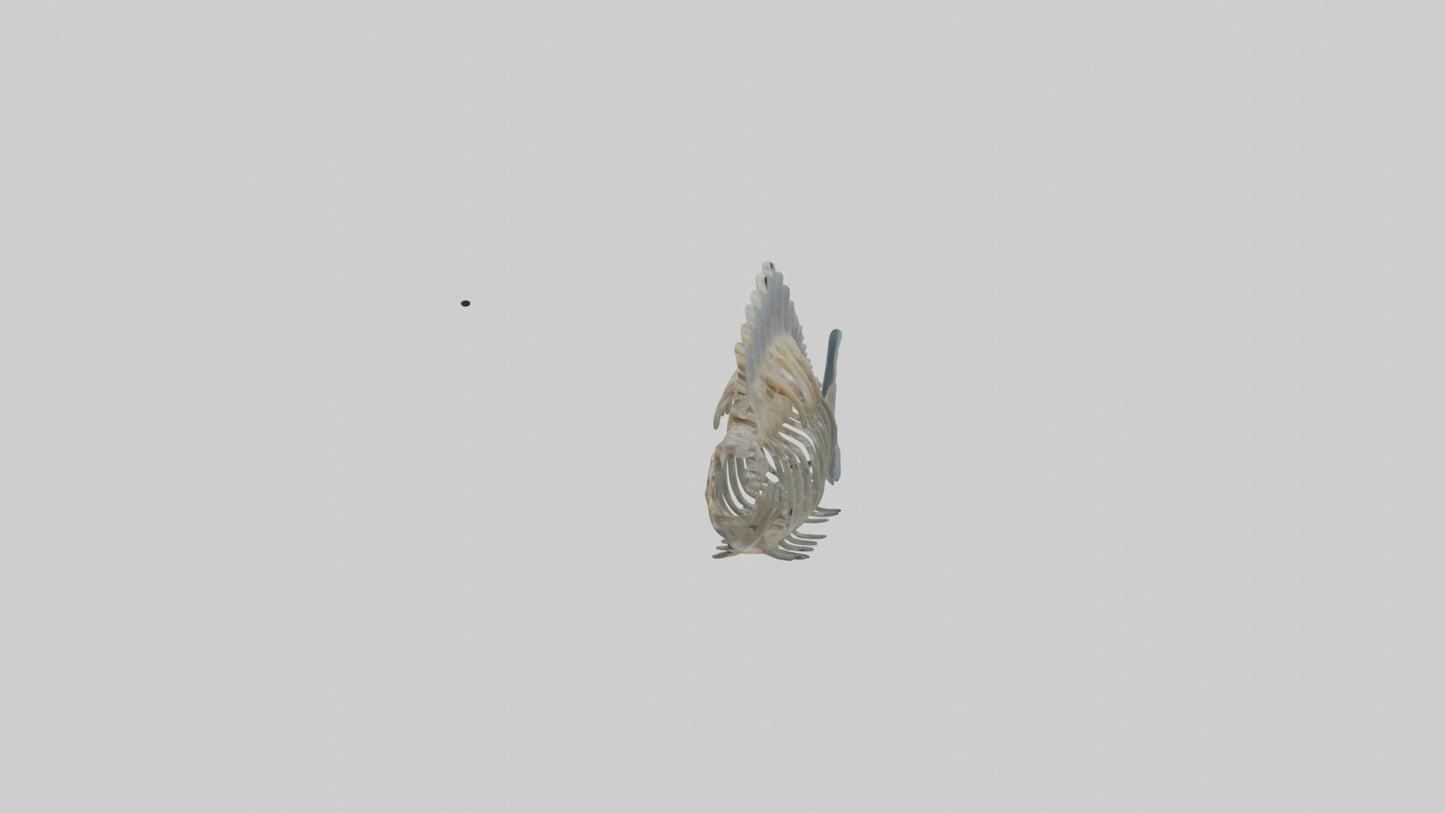 3D model Fish Spine VR / AR / low-poly