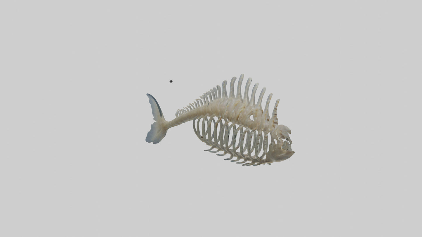 3D model Fish Spine VR / AR / low-poly