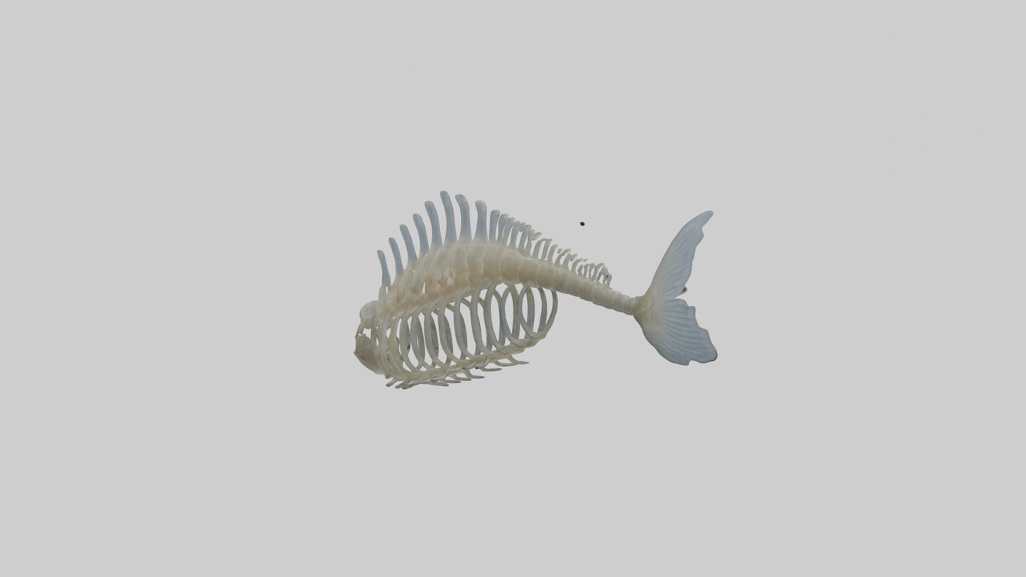 3D model Fish Spine VR / AR / low-poly