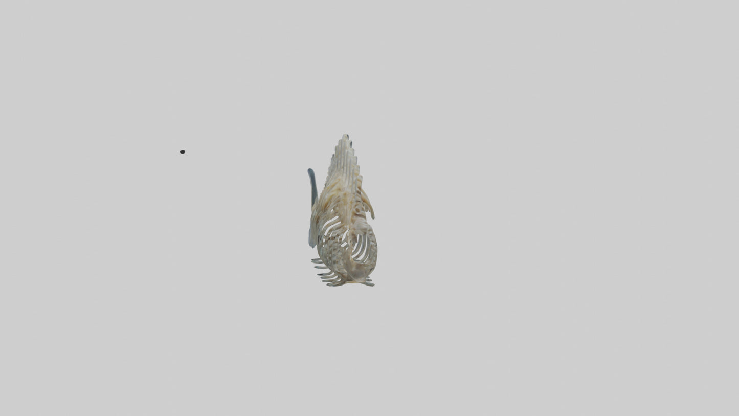 3D model Fish Spine VR / AR / low-poly