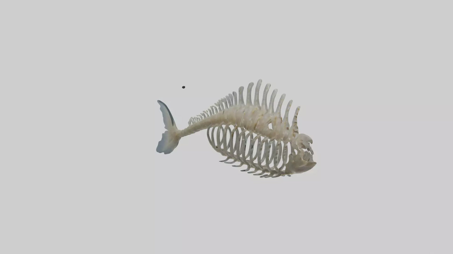3D model Fish Spine VR / AR / low-poly