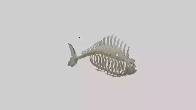 3D model Fish Spine VR / AR / low-poly