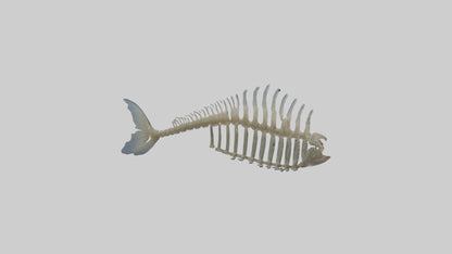 3D model Fish Spine VR / AR / low-poly