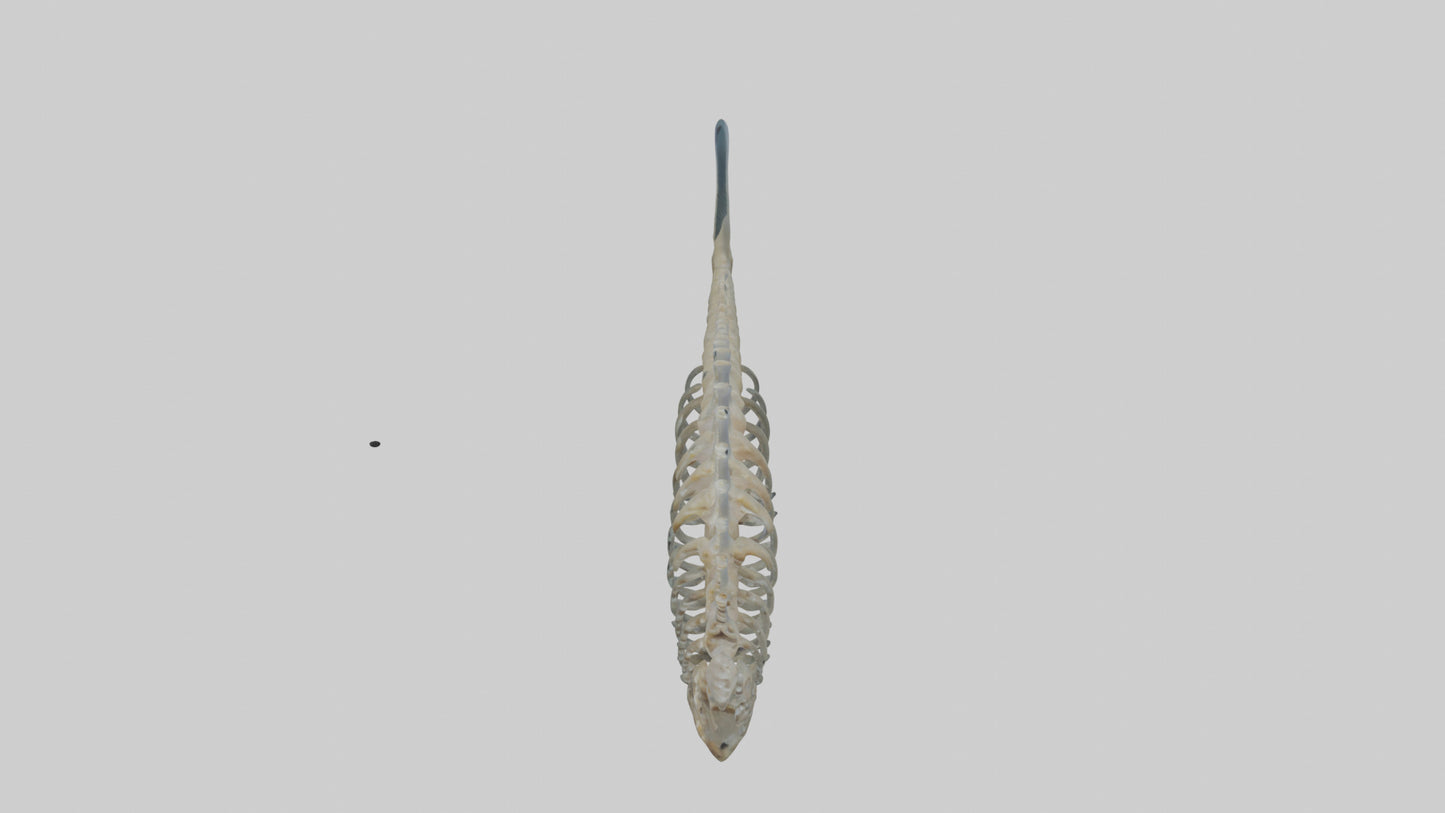 3D model Fish Spine VR / AR / low-poly