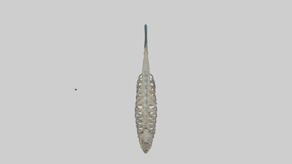 3D model Fish Spine VR / AR / low-poly