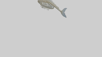 3D model Fish Spine VR / AR / low-poly
