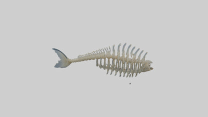 3D model Fish Spine VR / AR / low-poly