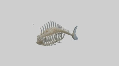 3D model Fish Spine VR / AR / low-poly