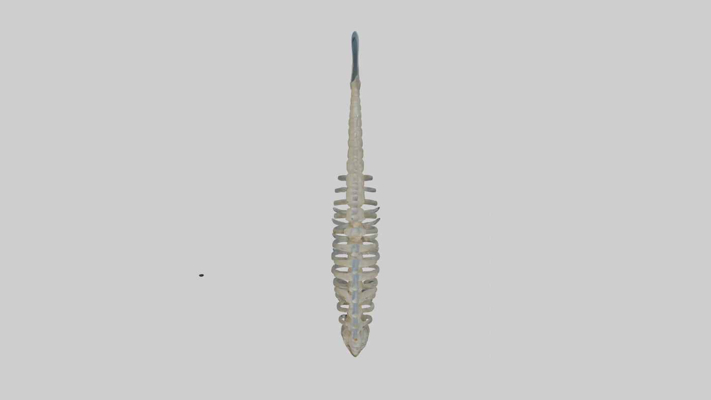 3D model Fish Spine VR / AR / low-poly