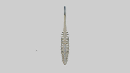 3D model Fish Spine VR / AR / low-poly