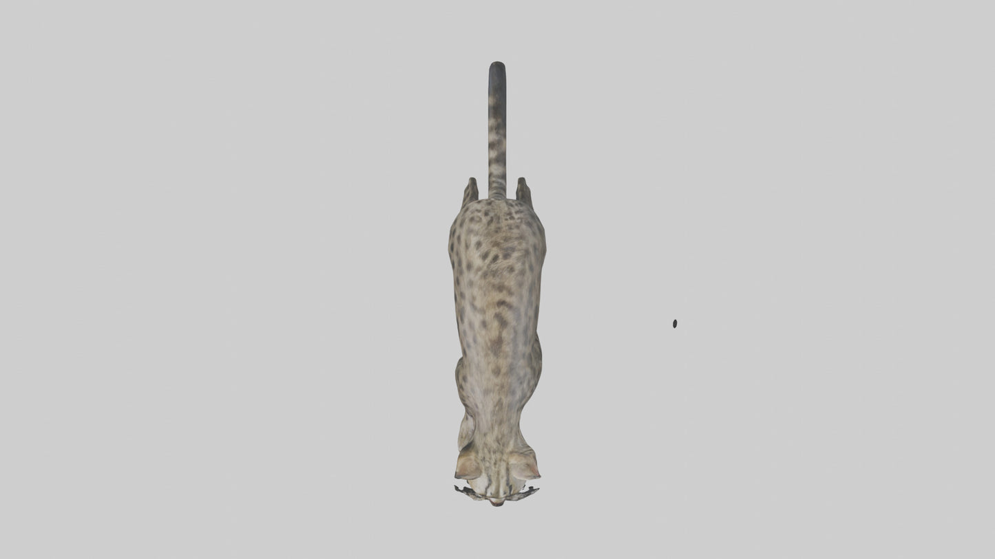 Fishing Cat stalking model 3D model