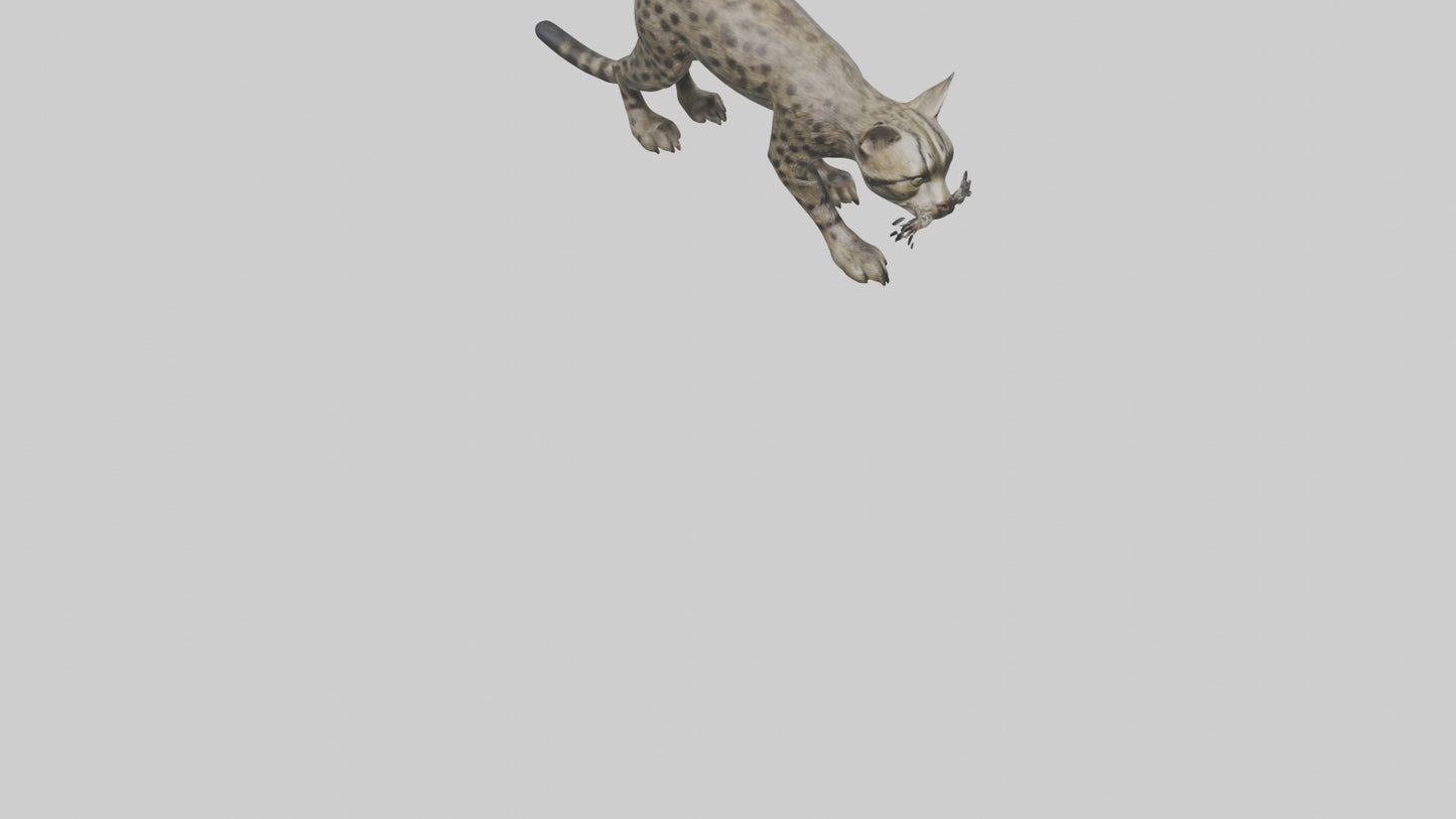 Fishing Cat stalking model 3D model