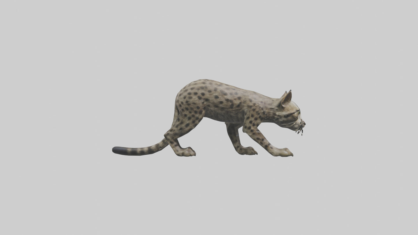 Fishing Cat stalking model 3D model