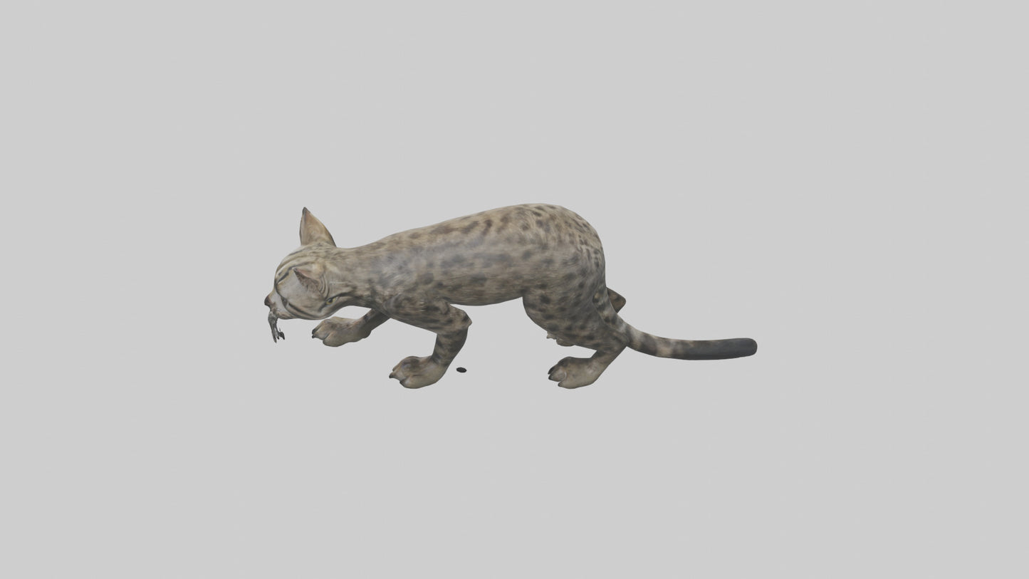 Fishing Cat stalking model 3D model