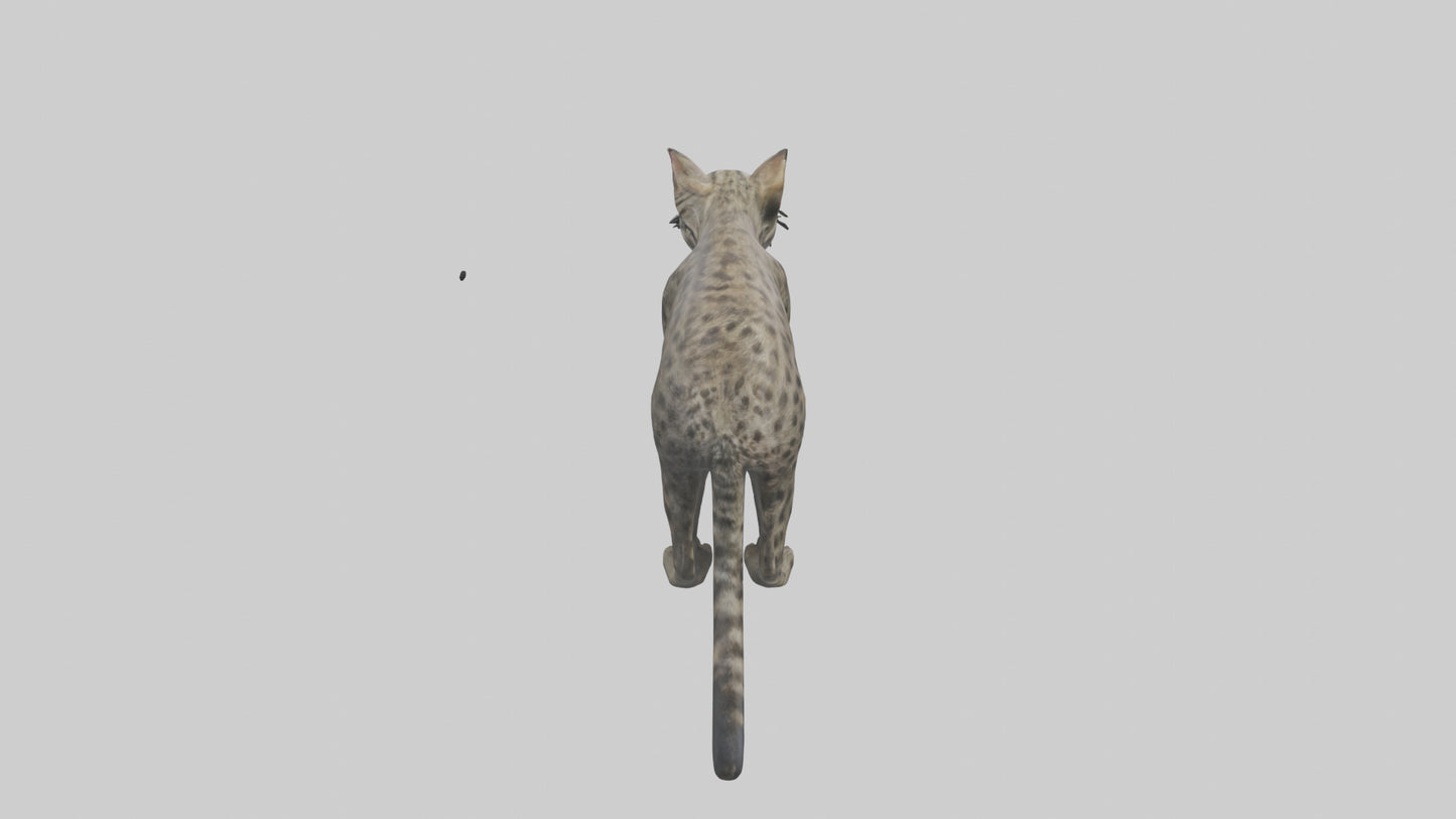 Fishing Cat stalking model 3D model