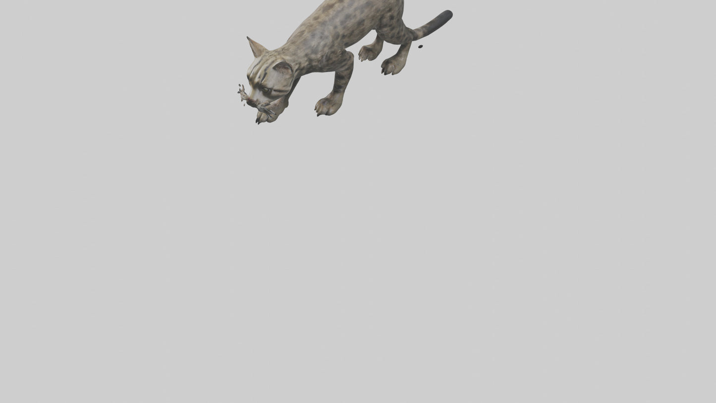Fishing Cat stalking model 3D model