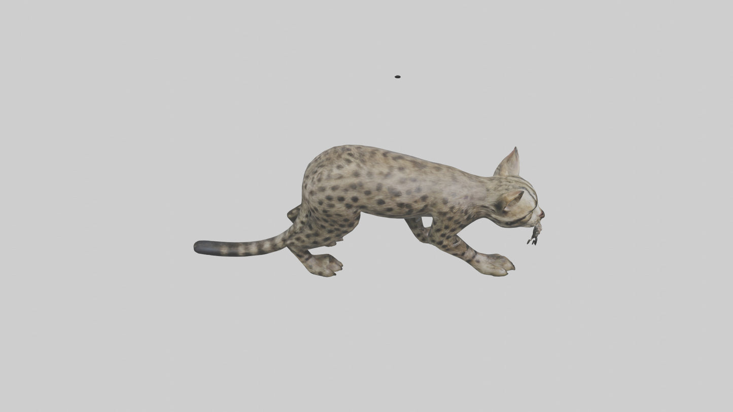 Fishing Cat stalking model 3D model