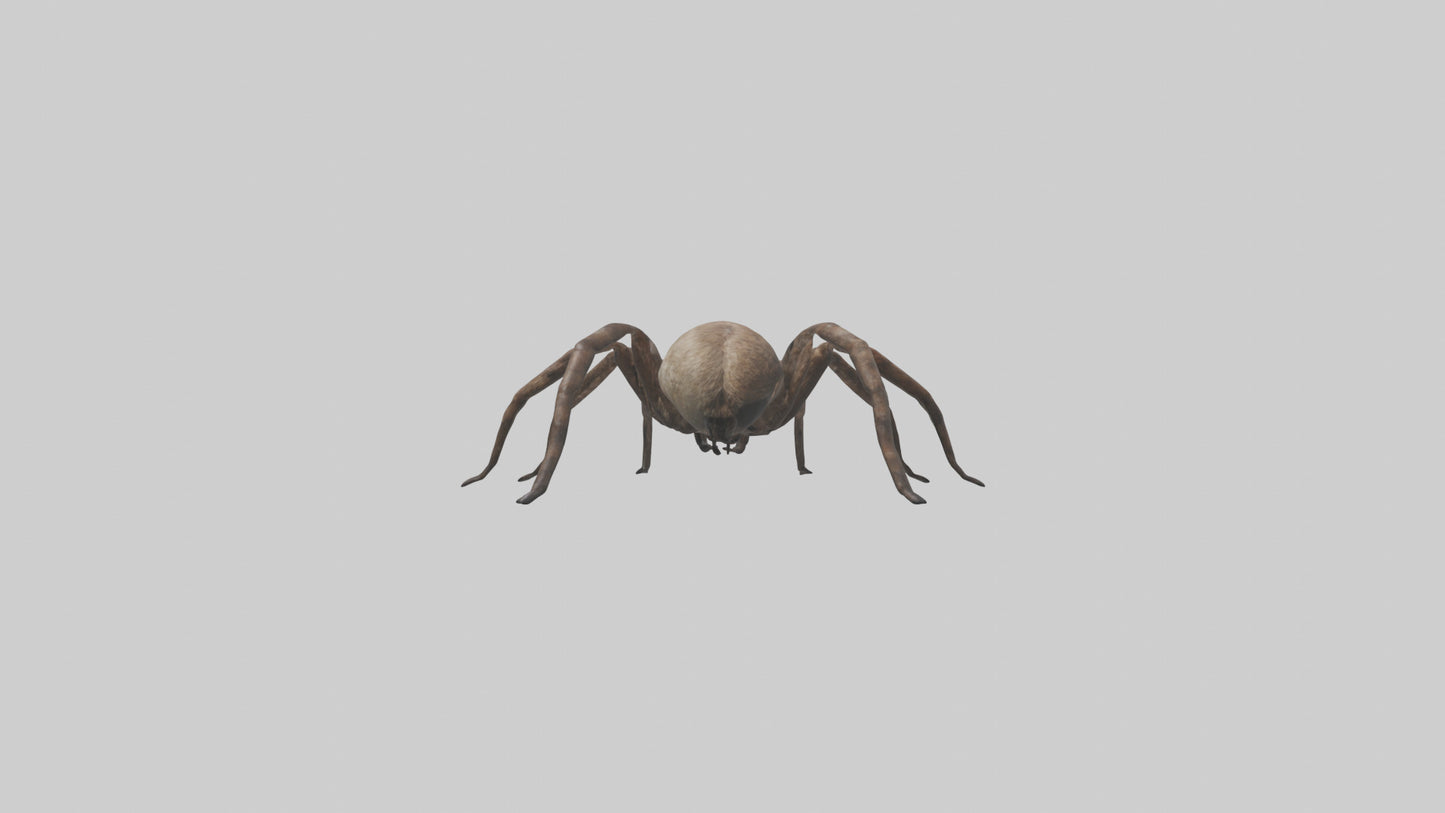 Fishing Spider sitting model VR / AR / low-poly