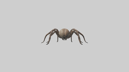 Fishing Spider sitting model VR / AR / low-poly