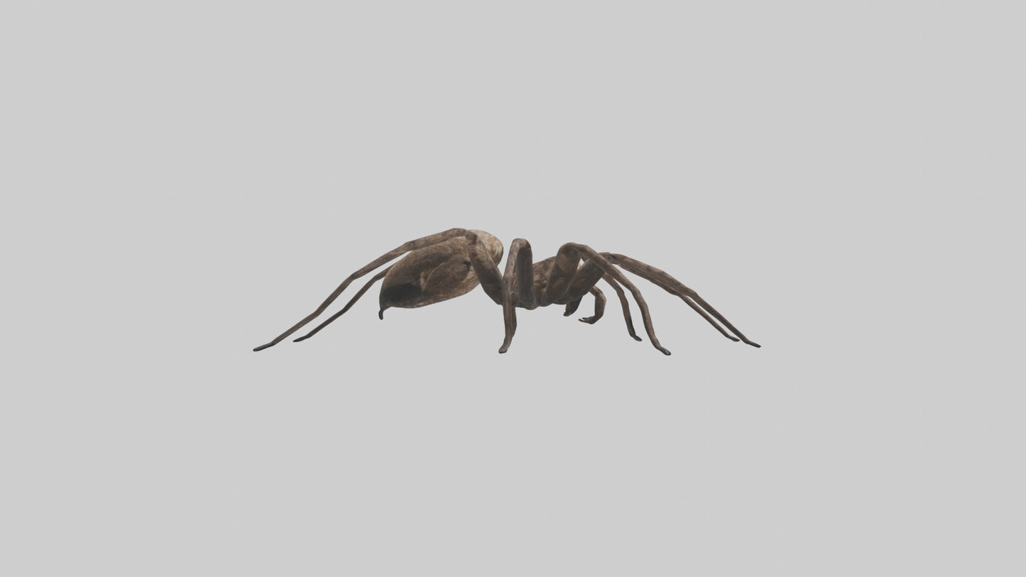 Fishing Spider sitting model VR / AR / low-poly