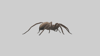 Fishing Spider sitting model VR / AR / low-poly