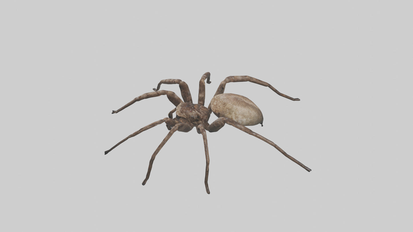 Fishing Spider sitting model VR / AR / low-poly