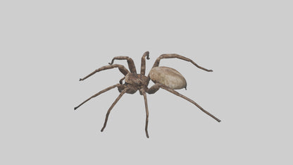 Fishing Spider sitting model VR / AR / low-poly