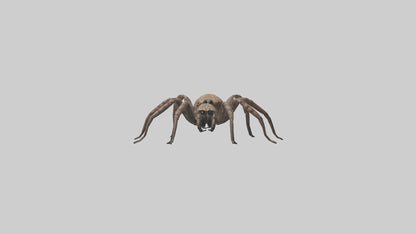 Fishing Spider sitting model VR / AR / low-poly