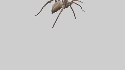 Fishing Spider sitting model VR / AR / low-poly