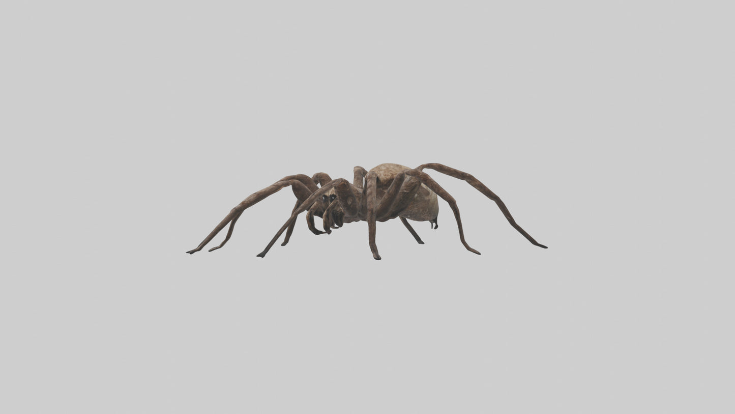 Fishing Spider sitting model VR / AR / low-poly