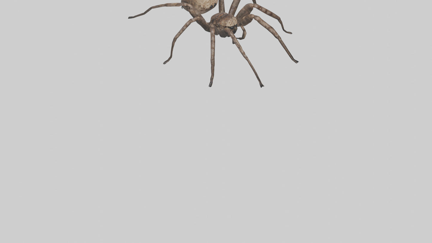 Fishing Spider sitting model VR / AR / low-poly