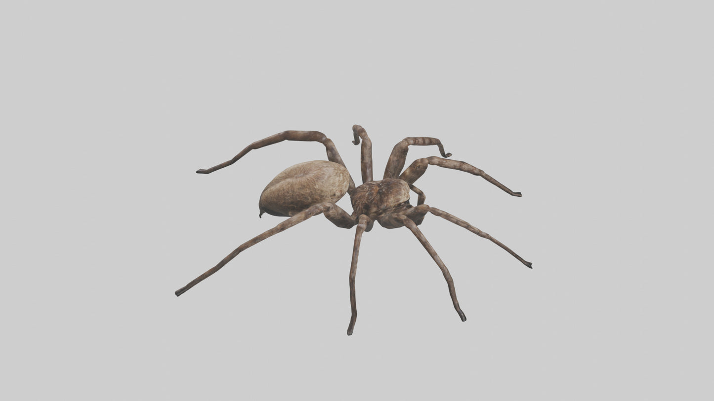 Fishing Spider sitting model VR / AR / low-poly