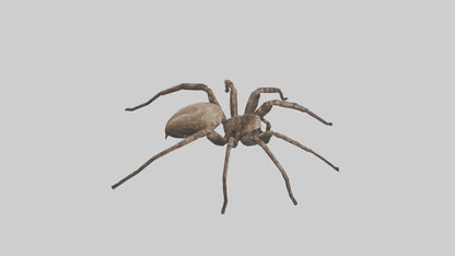 Fishing Spider sitting model VR / AR / low-poly