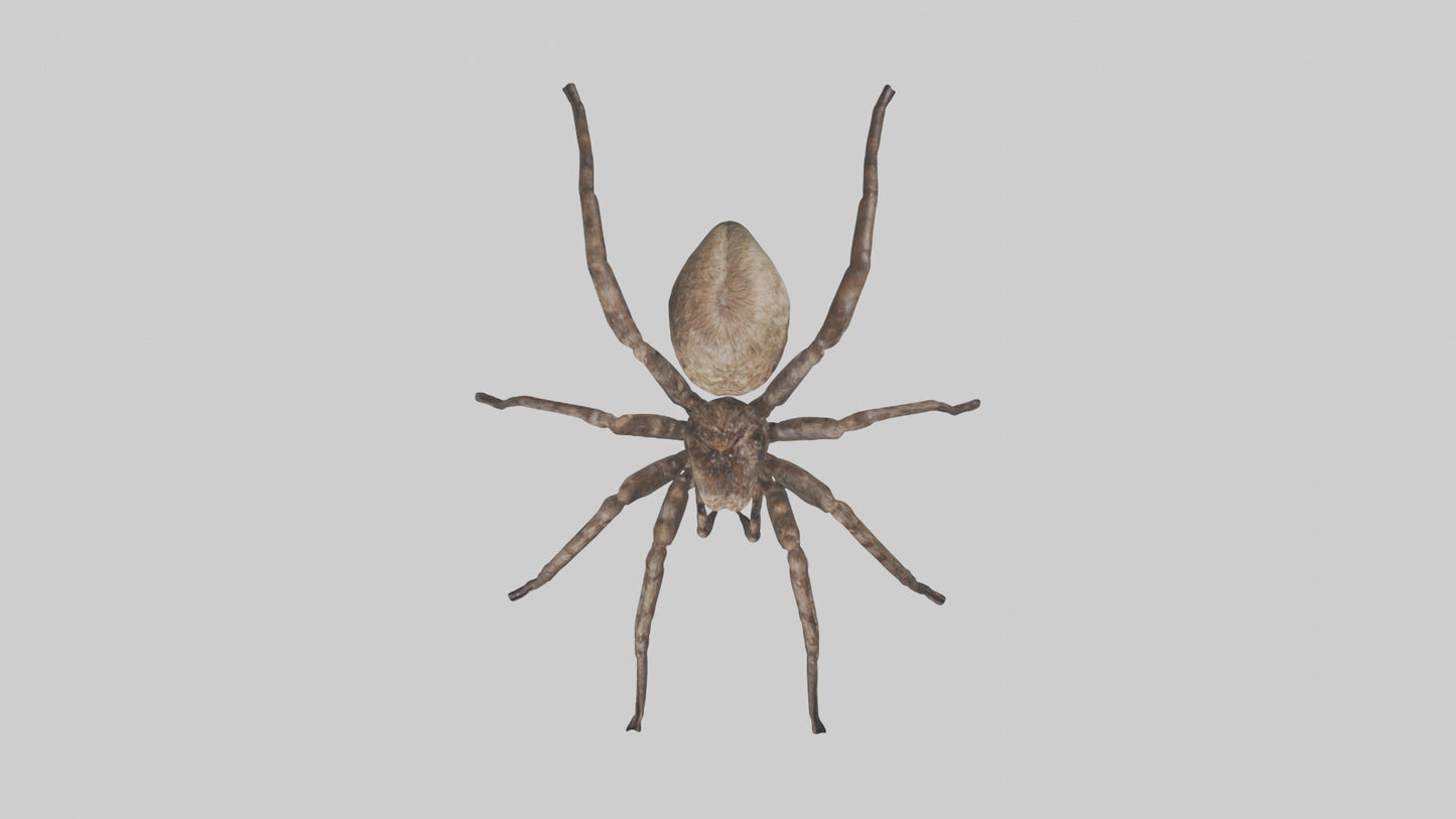 Fishing Spider sitting model VR / AR / low-poly