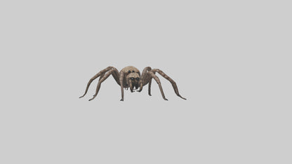 Fishing Spider sitting model VR / AR / low-poly